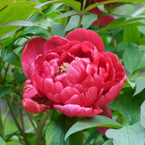 Bujor nobil Red Sarah Bernhardt, cu flori duble rosii si parfum puternic, inradacinat in ghiveci