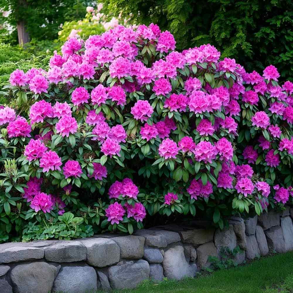 Azalle Japoneza (Rhododendron) Anah Kruschke, flori mov-lila, vesnic verde, semi-umbra sau umbra, prefera sol acid