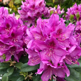 Azalle Japoneza (Rhododendron) Anah Kruschke, flori mov-lila, vesnic verde, semi-umbra sau umbra, prefera sol acid