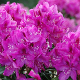 Azalle Japoneza (Rhododendron) Anah Kruschke, flori mov-lila, vesnic verde, semi-umbra sau umbra, prefera sol acid