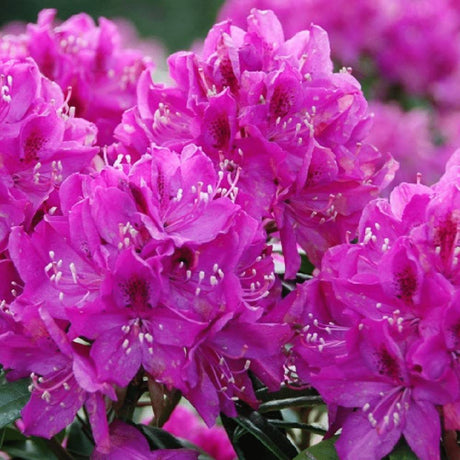 Azalle Japoneza (Rhododendron) Anah Kruschke, flori mov-lila, vesnic verde, semi-umbra sau umbra, prefera sol acid