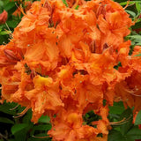 Azaleea Japoneza (Rhododendron) Glowing Embers, vesnic verde cu flori rosu-portocaliu intens, arbust ornamental pentru sol acid si semiumbra