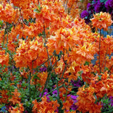 Azaleea Japoneza (Rhododendron) Glowing Embers, vesnic verde cu flori rosu-portocaliu intens, arbust ornamental pentru sol acid si semiumbra