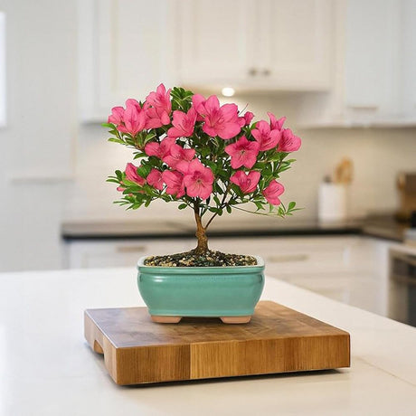 Rhododendron Indicum Bonsai, azalee japoneza bonsai cu flori decorative roz