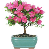 Rhododendron Indicum Bonsai, azalee japoneza bonsai cu flori decorative roz