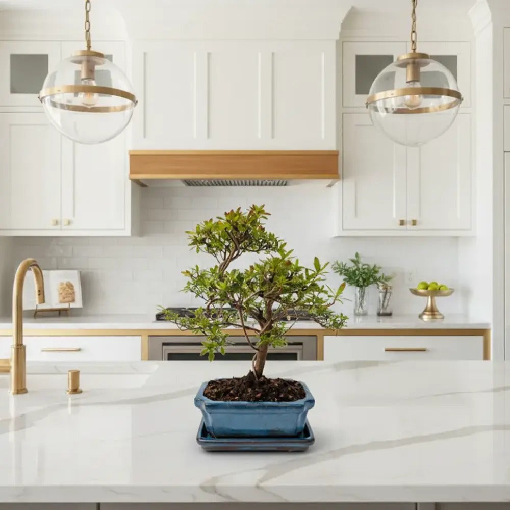 Rhododendron Indicum Bonsai, azalee japoneza bonsai cu flori decorative roz