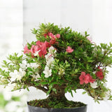 Rhododendron Indicum Bonsai, azalee japoneza bonsai cu flori decorative roz