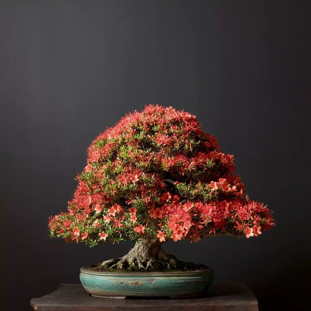 Rhododendron Indicum Bonsai, azalee japoneza bonsai cu flori decorative roz