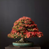 Rhododendron Indicum Bonsai, azalee japoneza bonsai cu flori decorative roz