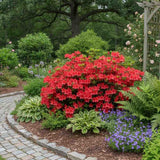 Azaleea Japoneza (Rhododendron) Satan, cu flori parfumata rosu-portocalii, vesnic verde, semi-umbra sau umbra, sold acid