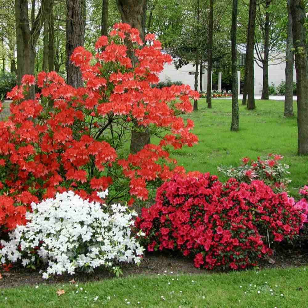 Azaleea Japoneza (Rhododendron) Satan, cu flori parfumata rosu-portocalii, vesnic verde, semi-umbra sau umbra, sold acid