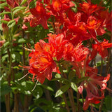 Azaleea Japoneza (Rhododendron) Satan, cu flori parfumata rosu-portocalii, vesnic verde, semi-umbra sau umbra, sold acid