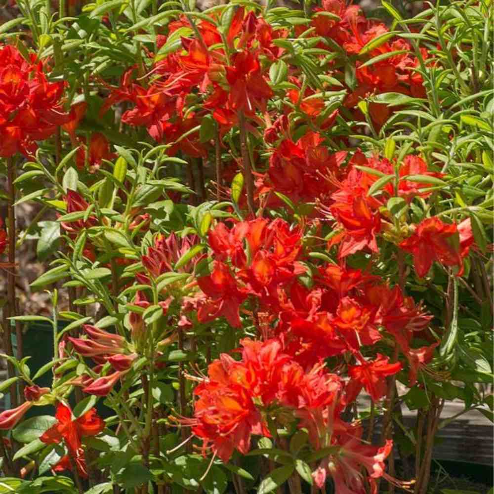 Azaleea Japoneza (Rhododendron) Satan, cu flori parfumata rosu-portocalii, vesnic verde, semi-umbra sau umbra, sold acid