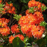 Azalle Japoneza (Rhododendron) Golden Eagle, cu flori portocalii-aurii spectaculoase, iubitor de umbra, prefera sol acid
