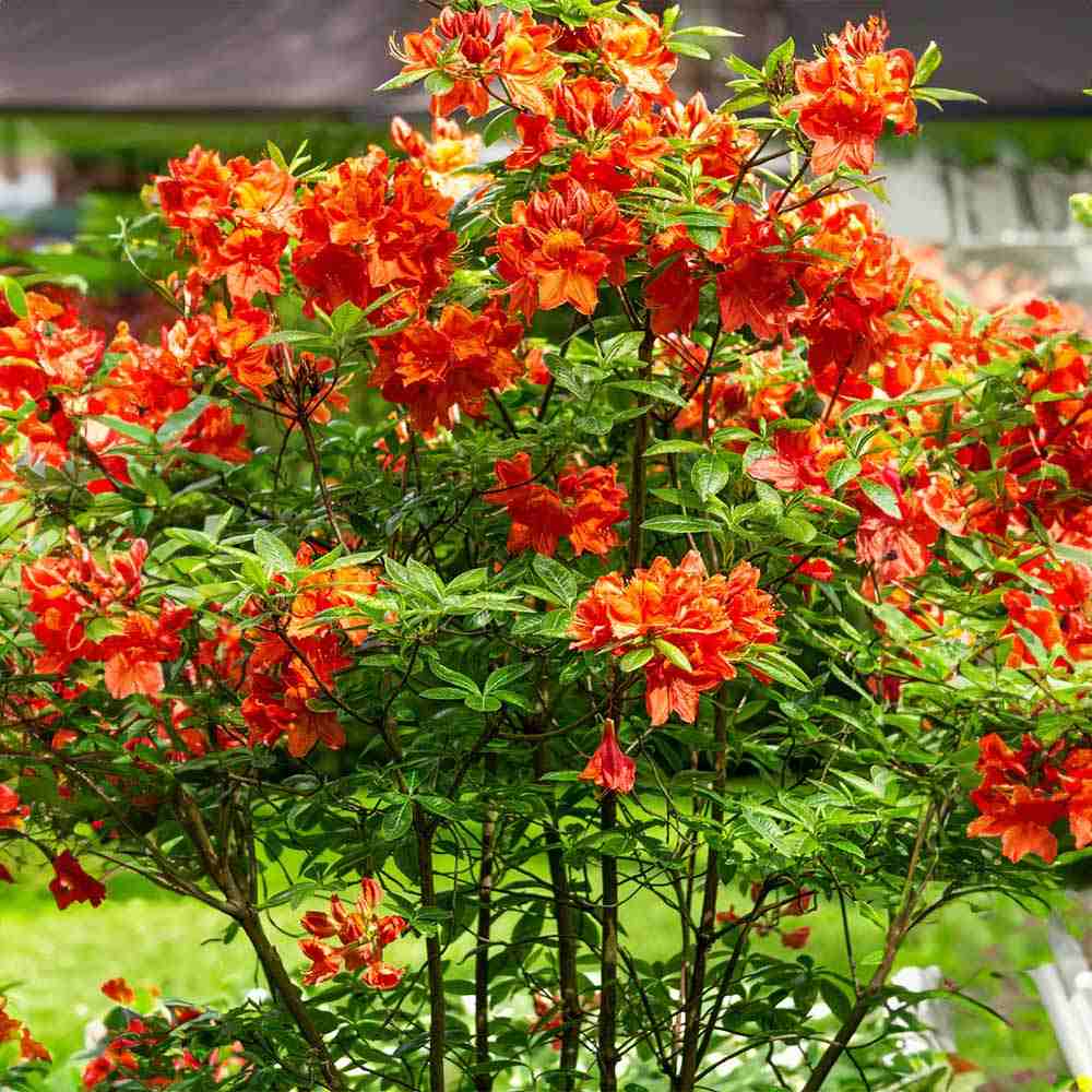 Azalle Japoneza (Rhododendron) Golden Eagle, cu flori portocalii-aurii spectaculoase, iubitor de umbra, prefera sol acid