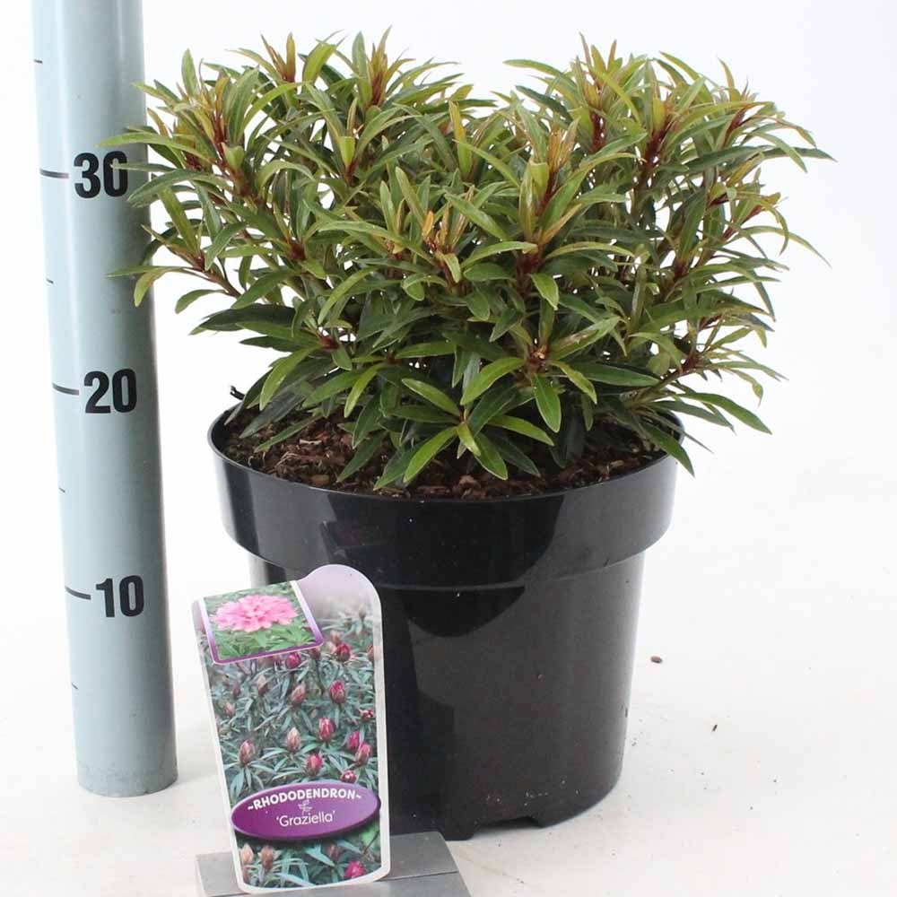 Azaleee Japoneza (Rhododendron) Graziella, flori roz, arbust vesnic verde, inflorire primavara, prefera semi-umbra si sol acid