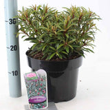 Azaleee Japoneza (Rhododendron) Graziella, flori roz, arbust vesnic verde, inflorire primavara, prefera semi-umbra si sol acid