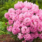 Azaleee Japoneza (Rhododendron) Graziella, flori roz, arbust vesnic verde, inflorire primavara, prefera semi-umbra si sol acid