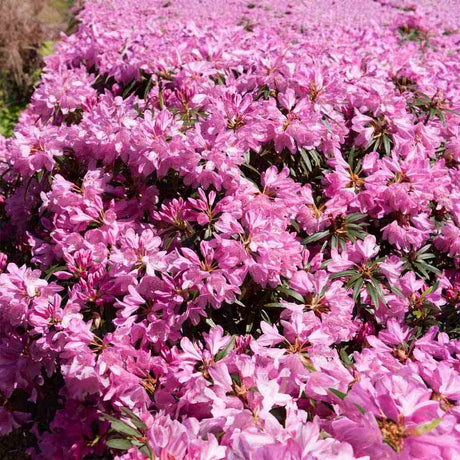 Azaleee Japoneza (Rhododendron) Graziella, flori roz, arbust vesnic verde, inflorire primavara, prefera semi-umbra si sol acid