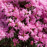 Azaleee Japoneza (Rhododendron) Graziella, flori roz, arbust vesnic verde, inflorire primavara, prefera semi-umbra si sol acid