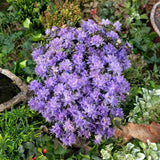 Azaleee Japoneza (Rhododendron) Azurika, flori mov-violet, arbust vesnic verde, inflorire primavara, prefera semi-umbra si sol acid