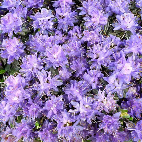 Azaleee Japoneza (Rhododendron) Azurika, flori mov-violet, arbust vesnic verde, inflorire primavara, prefera semi-umbra si sol acid