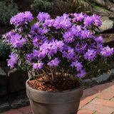 Azaleee Japoneza (Rhododendron) Azurika, flori mov-violet, arbust vesnic verde, inflorire primavara, prefera semi-umbra si sol acid