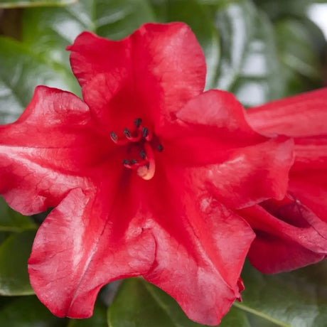 Azaleea Japoneza (Rhododendron) Baden Baden, cu flori rosu intens mari, arbust vesnic verde pentru gradini acide si semiumbra