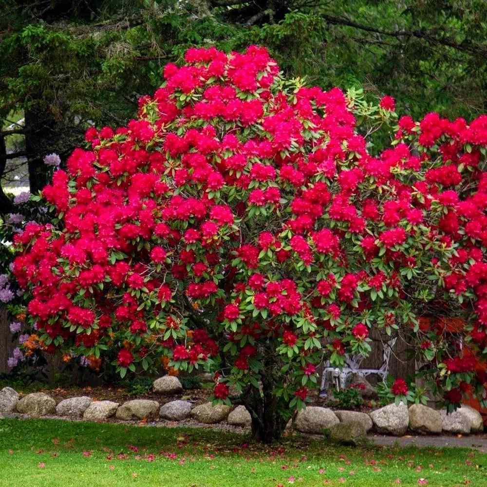 Azaleea Japoneza (Rhododendron) Baden Baden, cu flori rosu intens mari, arbust vesnic verde pentru gradini acide si semiumbra