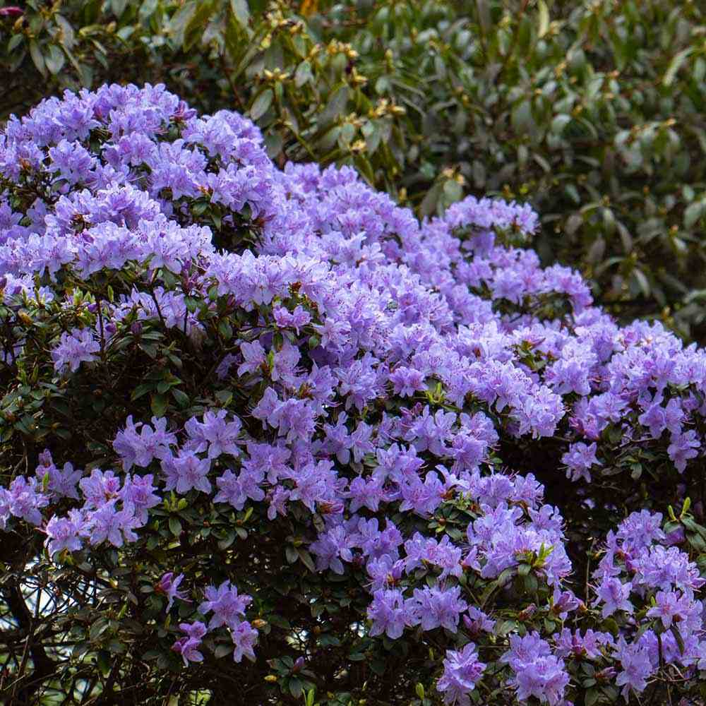 Azaleee Japoneza (Rhododendron) Blue Tit, flori albastru-violet, arbust vesnic verde, inflorire primavara, prefera semi-umbra si sol acid