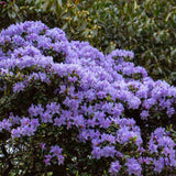 Azaleee Japoneza (Rhododendron) Blue Tit, flori albastru-violet, arbust vesnic verde, inflorire primavara, prefera semi-umbra si sol acid