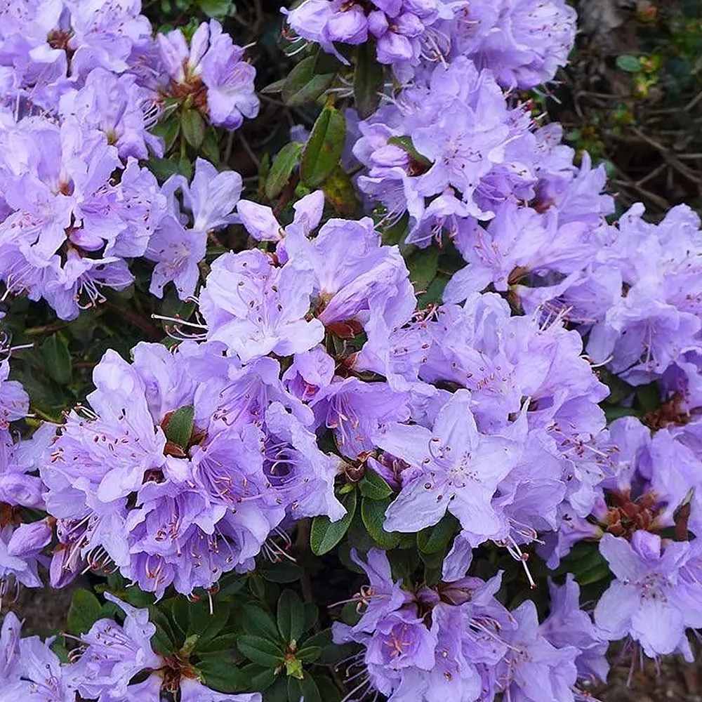 Azaleee Japoneza (Rhododendron) Blue Tit, flori albastru-violet, arbust vesnic verde, inflorire primavara, prefera semi-umbra si sol acid