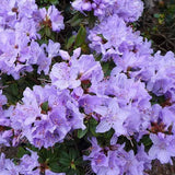 Azaleee Japoneza (Rhododendron) Blue Tit, flori albastru-violet, arbust vesnic verde, inflorire primavara, prefera semi-umbra si sol acid