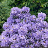 Azaleee Japoneza (Rhododendron) Blue Tit, flori albastru-violet, arbust vesnic verde, inflorire primavara, prefera semi-umbra si sol acid