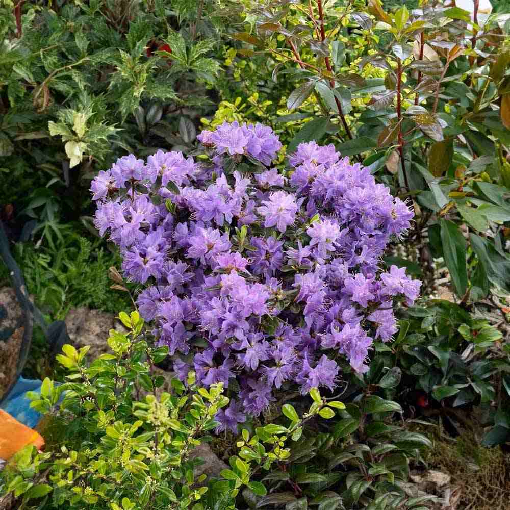 Azaleee Japoneza (Rhododendron) Blue Tit, flori albastru-violet, arbust vesnic verde, inflorire primavara, prefera semi-umbra si sol acid