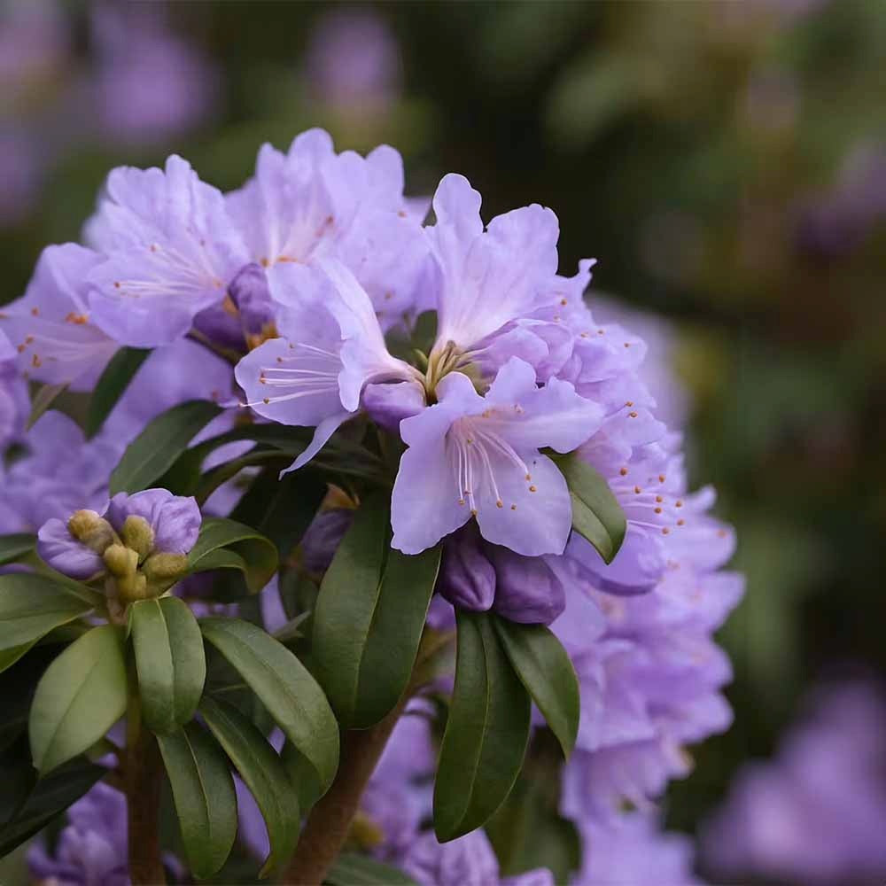 Azaleee Japoneza (Rhododendron) Blue Tit, flori albastru-violet, arbust vesnic verde, inflorire primavara, prefera semi-umbra si sol acid