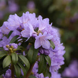 Azaleee Japoneza (Rhododendron) Blue Tit, flori albastru-violet, arbust vesnic verde, inflorire primavara, prefera semi-umbra si sol acid