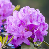 Azaleea japoneza (Rhododendron) Catawbiense Grandiflorum, cu flori mov-liliachii, arbust vesnic verde, prefera semi-umbra si sol acid