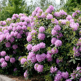 Azaleea japoneza (Rhododendron) Catawbiense Grandiflorum, cu flori mov-liliachii, arbust vesnic verde, prefera semi-umbra si sol acid