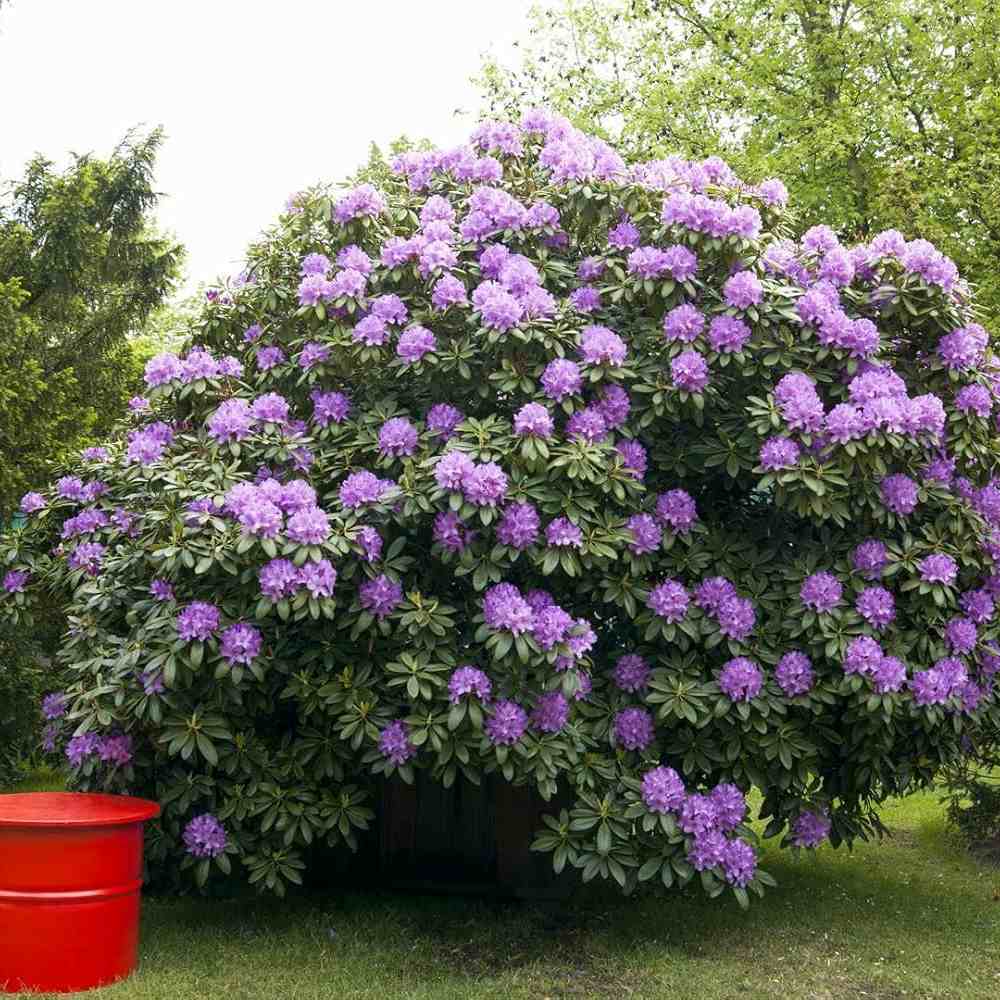 Azaleea japoneza (Rhododendron) Catawbiense Grandiflorum, cu flori mov-liliachii, arbust vesnic verde, prefera semi-umbra si sol acid