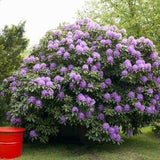 Azaleea japoneza (Rhododendron) Catawbiense Grandiflorum, cu flori mov-liliachii, arbust vesnic verde, prefera semi-umbra si sol acid