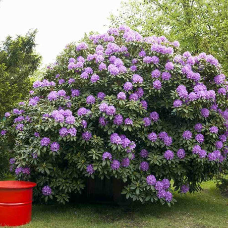 Azaleea japoneza (Rhododendron) Catawbiense Grandiflorum, cu flori mov-liliachii, arbust vesnic verde, prefera semi-umbra si sol acid