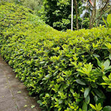 Azaleea japoneza (Rhododendron) Catawbiense Grandiflorum, cu flori mov-liliachii, arbust vesnic verde, prefera semi-umbra si sol acid