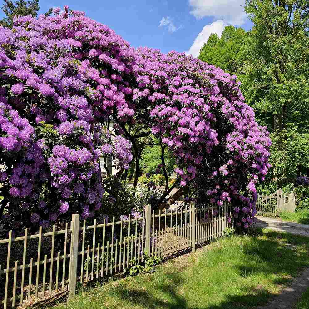 Azaleea japoneza (Rhododendron) Catawbiense Grandiflorum, cu flori mov-liliachii, arbust vesnic verde, prefera semi-umbra si sol acid
