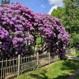 Azaleea japoneza (Rhododendron) Catawbiense Grandiflorum, cu flori mov-liliachii, arbust vesnic verde, prefera semi-umbra si sol acid