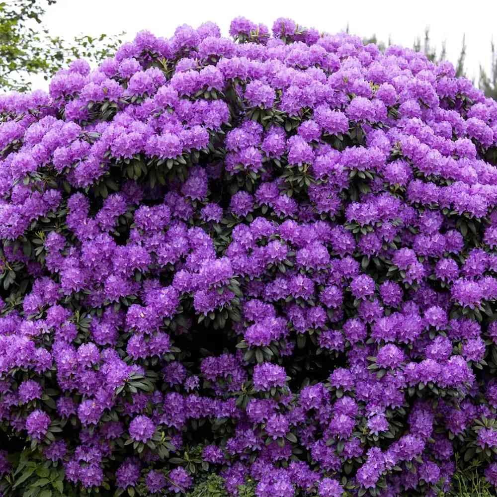 Azaleea japoneza (Rhododendron) Catawbiense Grandiflorum, cu flori mov-liliachii, arbust vesnic verde, prefera semi-umbra si sol acid