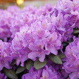 Azaleea japoneza (Rhododendron) Catawbiense Grandiflorum, cu flori mov-liliachii, arbust vesnic verde, prefera semi-umbra si sol acid