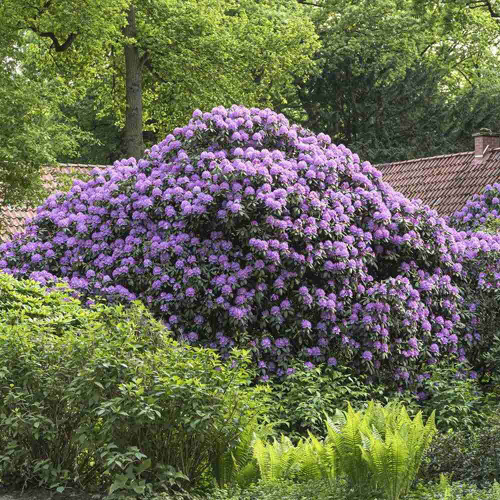 Azaleea japoneza (Rhododendron) Catawbiense Grandiflorum, cu flori mov-liliachii, arbust vesnic verde, prefera semi-umbra si sol acid