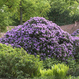 Azaleea japoneza (Rhododendron) Catawbiense Grandiflorum, cu flori mov-liliachii, arbust vesnic verde, prefera semi-umbra si sol acid