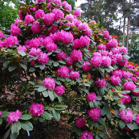 Azaleea Japoneza (Rhododendron) Germania, cu flori roz intens mari, arbust vesnic verde pentru gradini acide si semiumbra